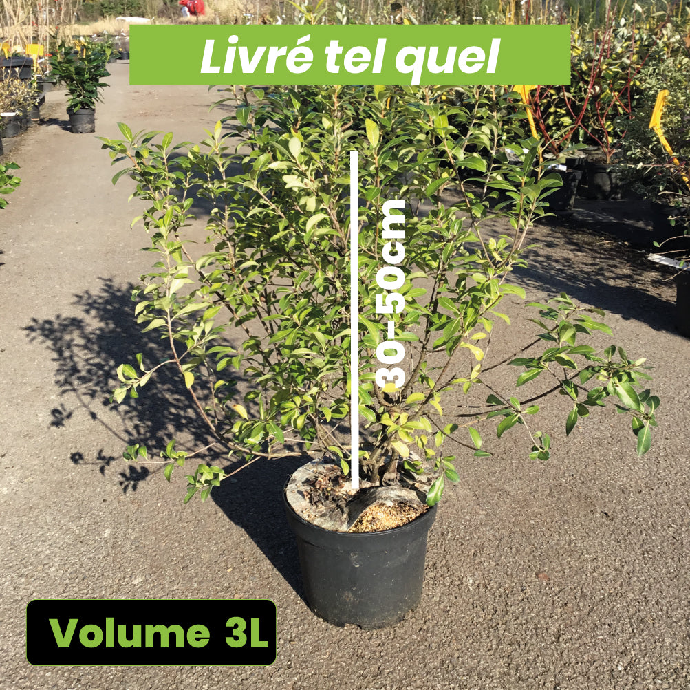 Pittosporum Heterophyllum Limelight - Volume 3L / 30-50cm