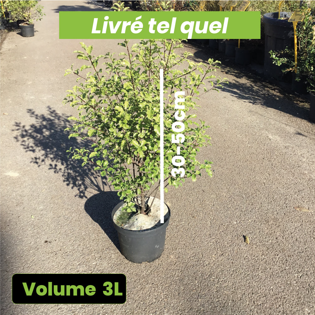 Pittosporum Tenuifolium - Pittosporum à petites feuilles - Volume 3L / 30-50cm
