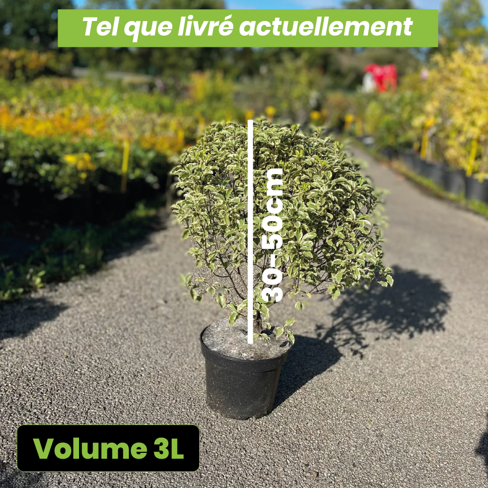Pittosporum tenuifolium variegatum - Volume 3L / 30-50cm