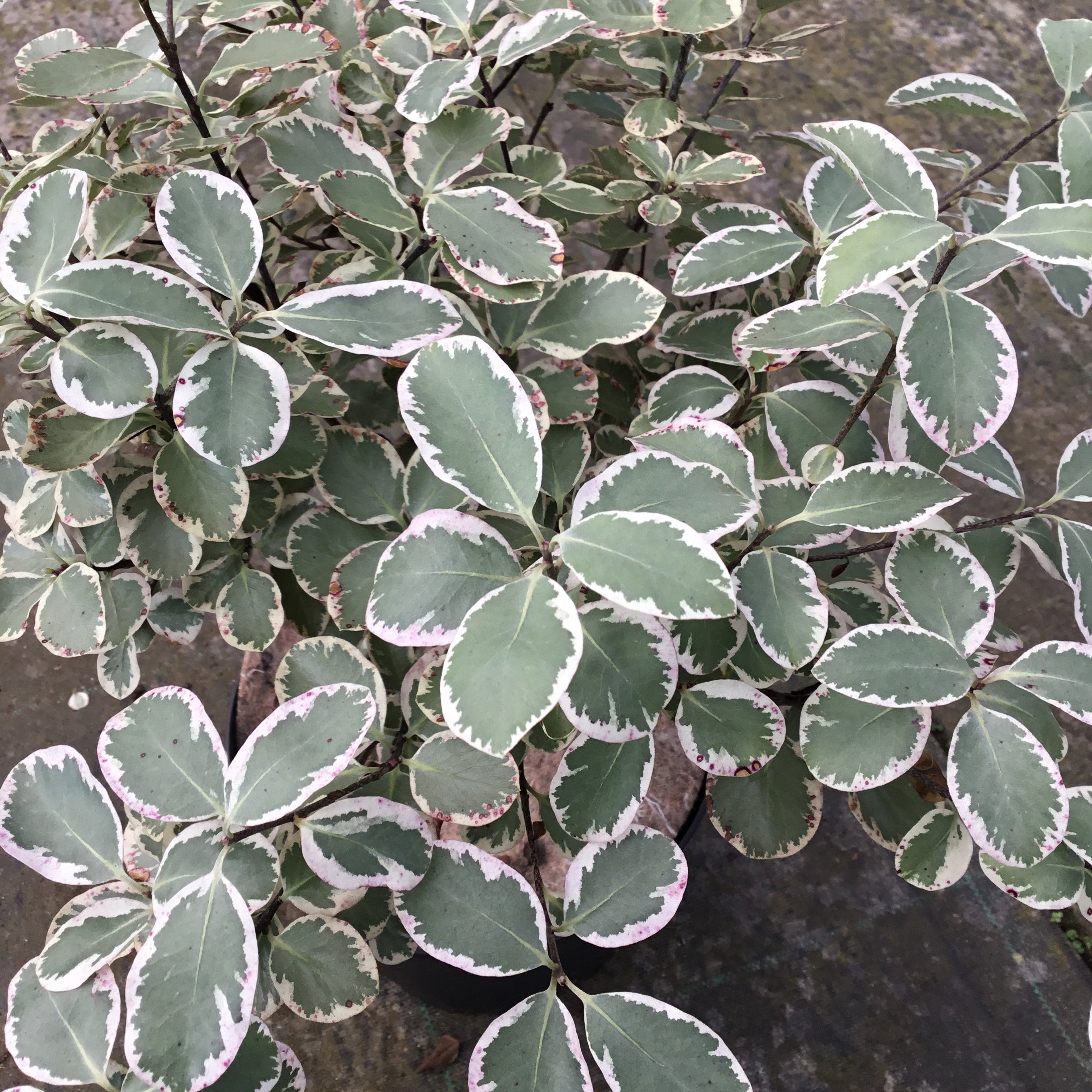 Pittosporum Garnettii - Volume 3L / 40-60cm