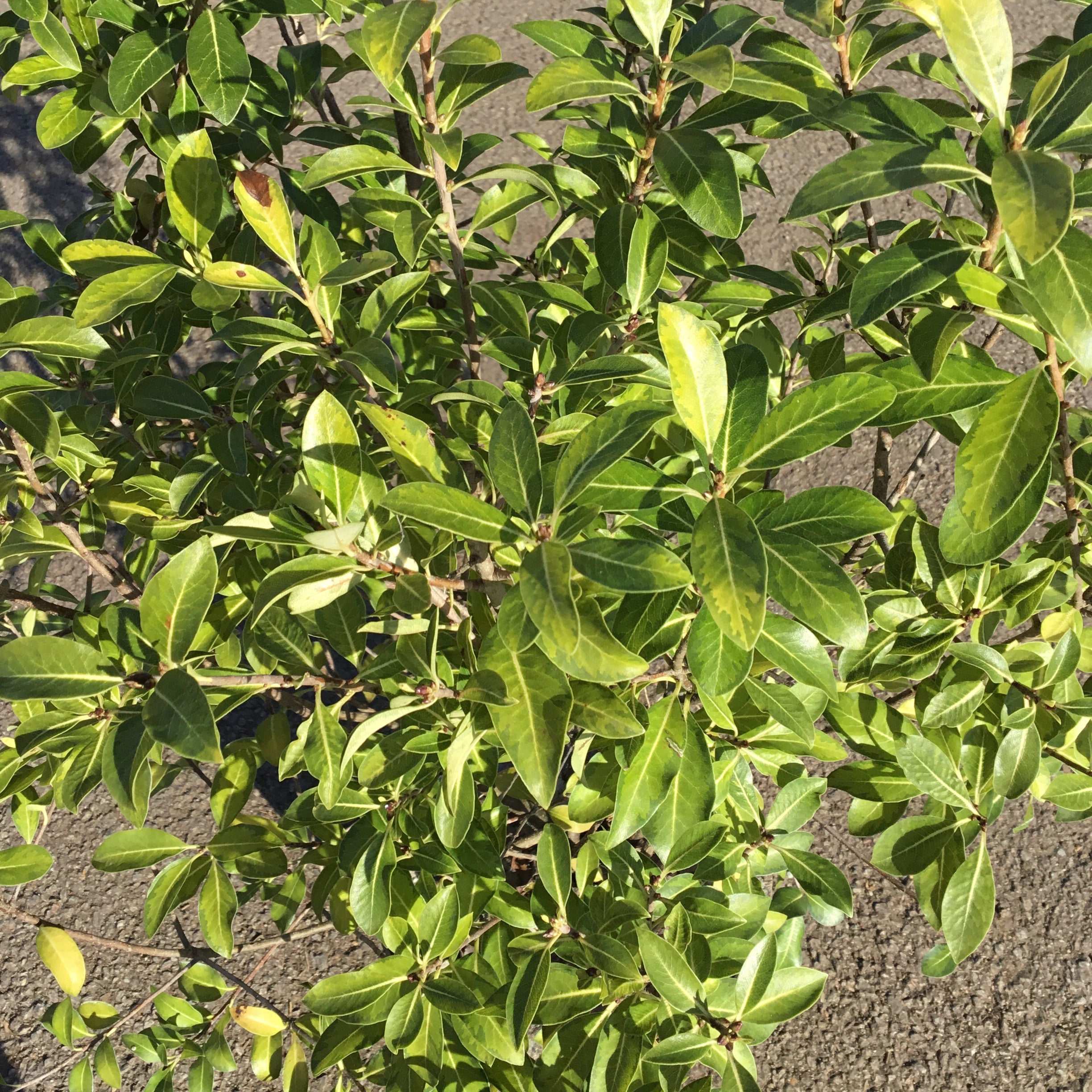 Pittosporum Heterophyllum Limelight - Volume 3L / 30-50cm