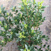 Pittosporum Heterophyllum - Oranger de Chine - Volume 3L / 40-60cm