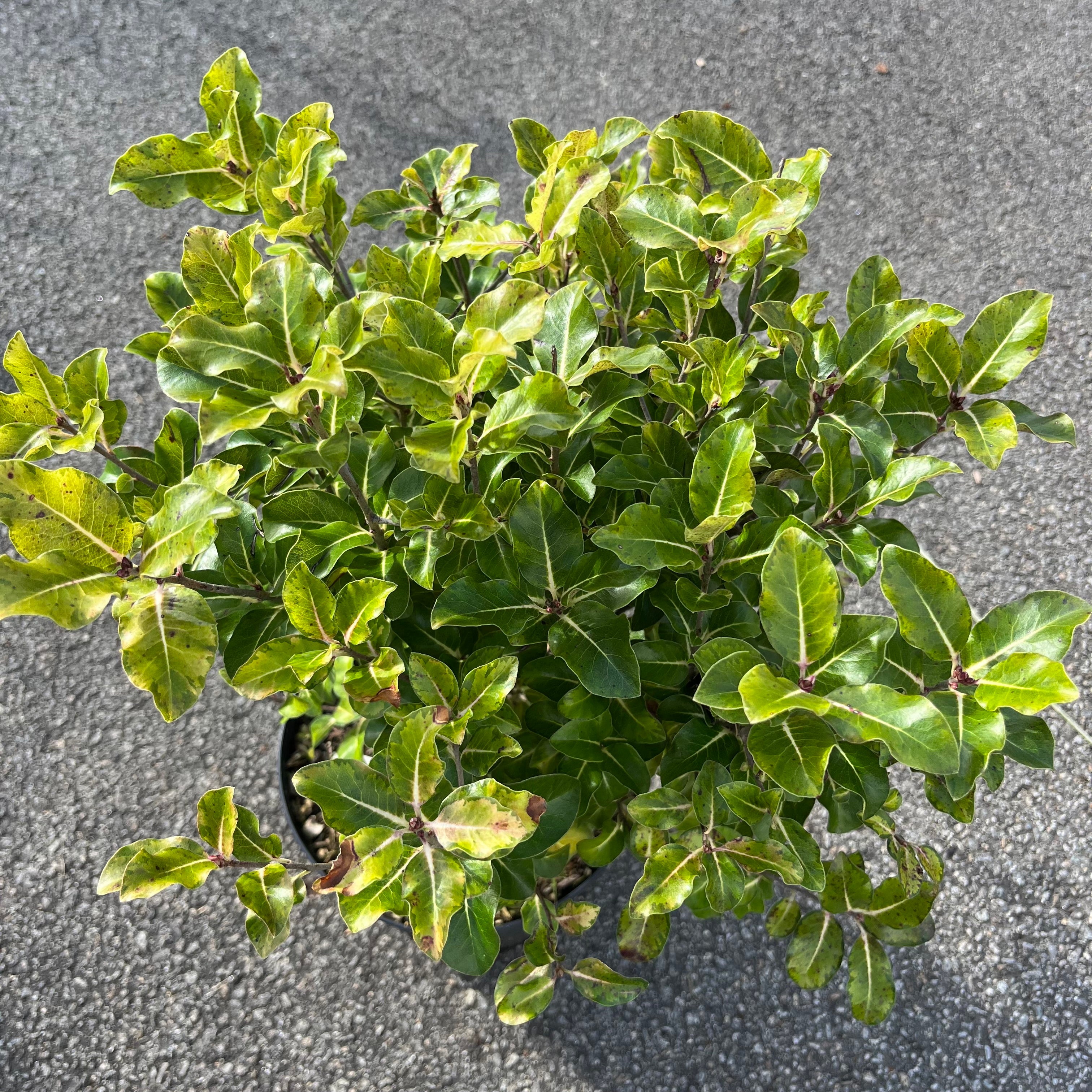 Pittosporum Tenuifolium Cap Sizun - Volume 3L / 30-50cm