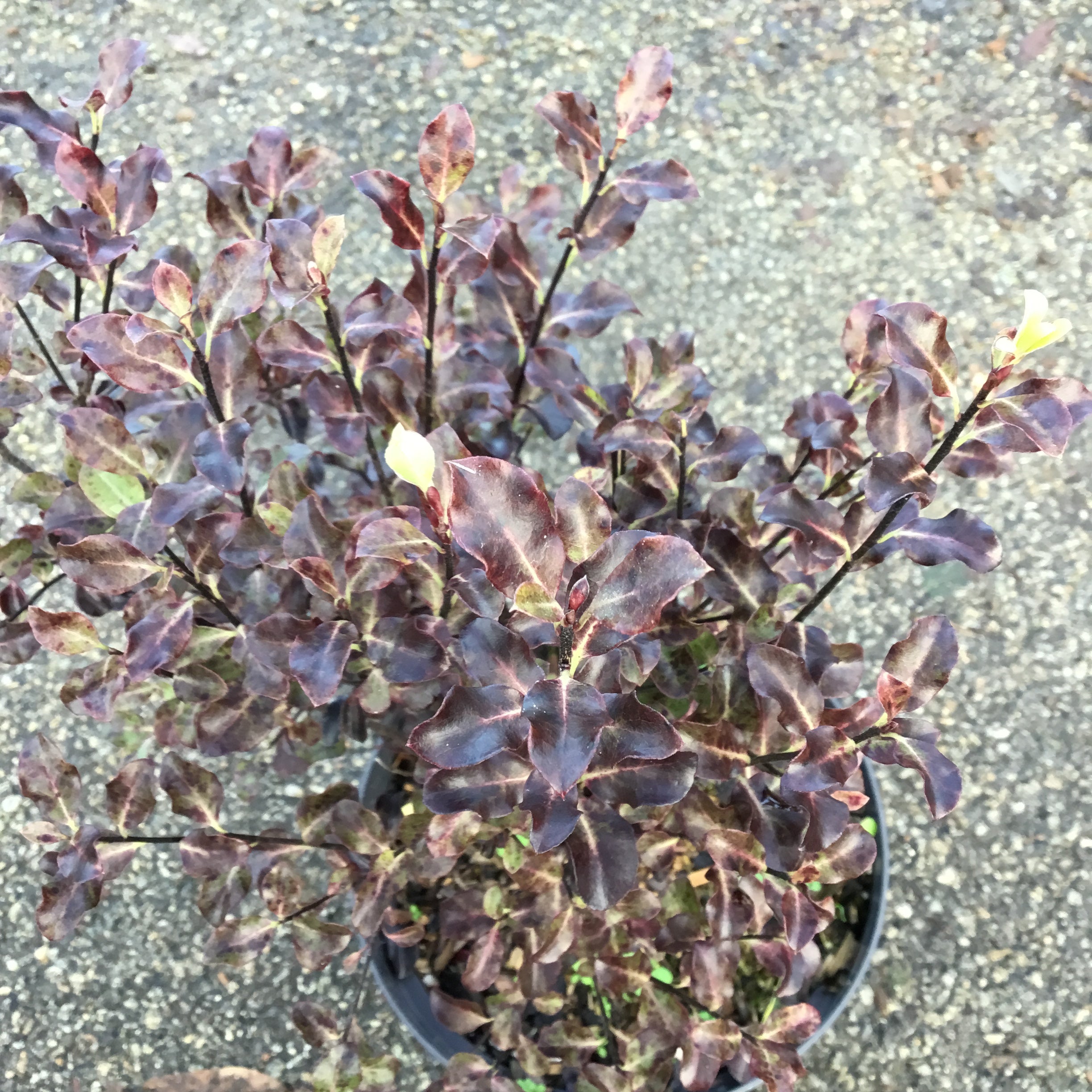 Pittosporum Tenuifolium Dark Diva - Volume 3L / 30-50cm