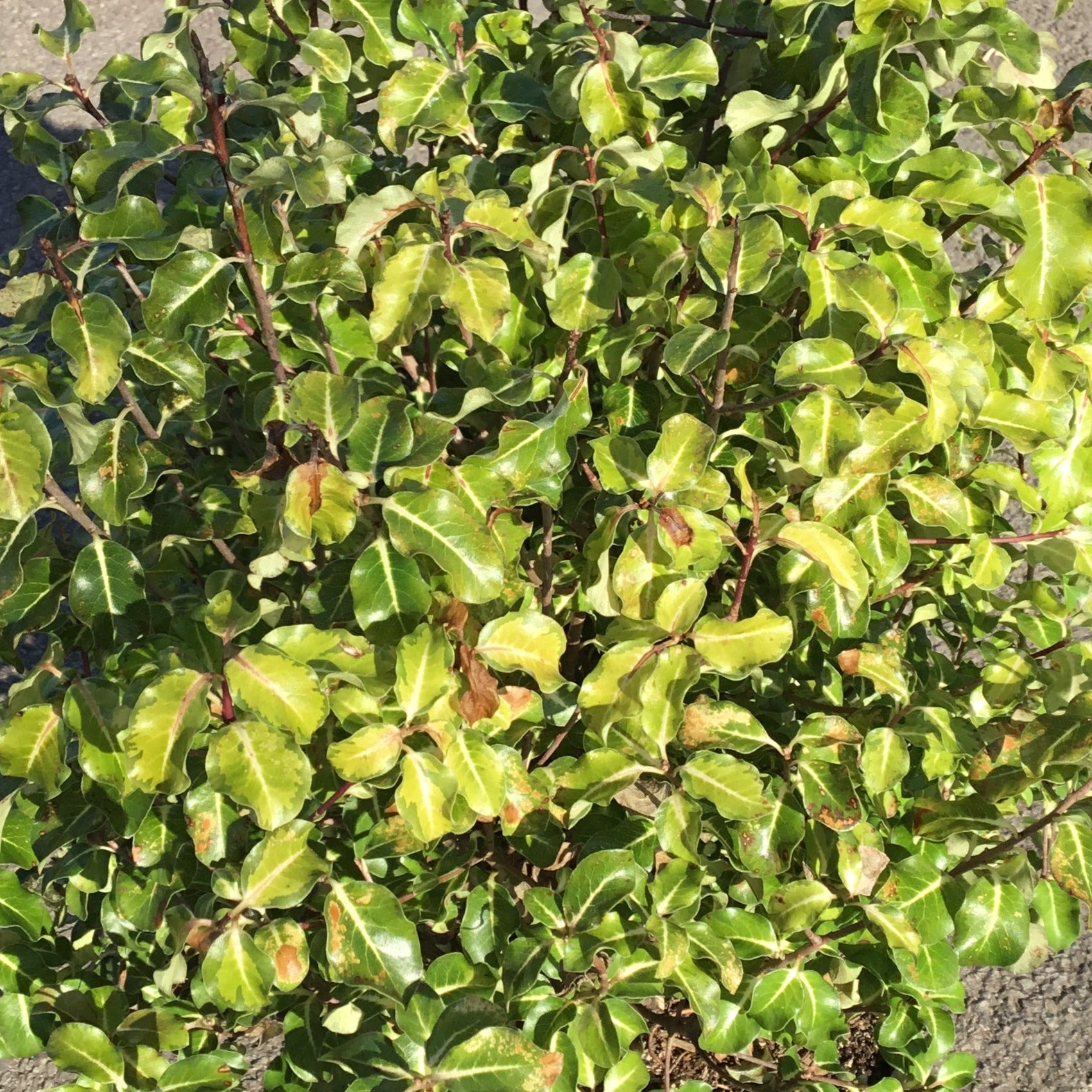 Pittosporum Tenuifolium Gold Star - Volume 3L / 30-50cm