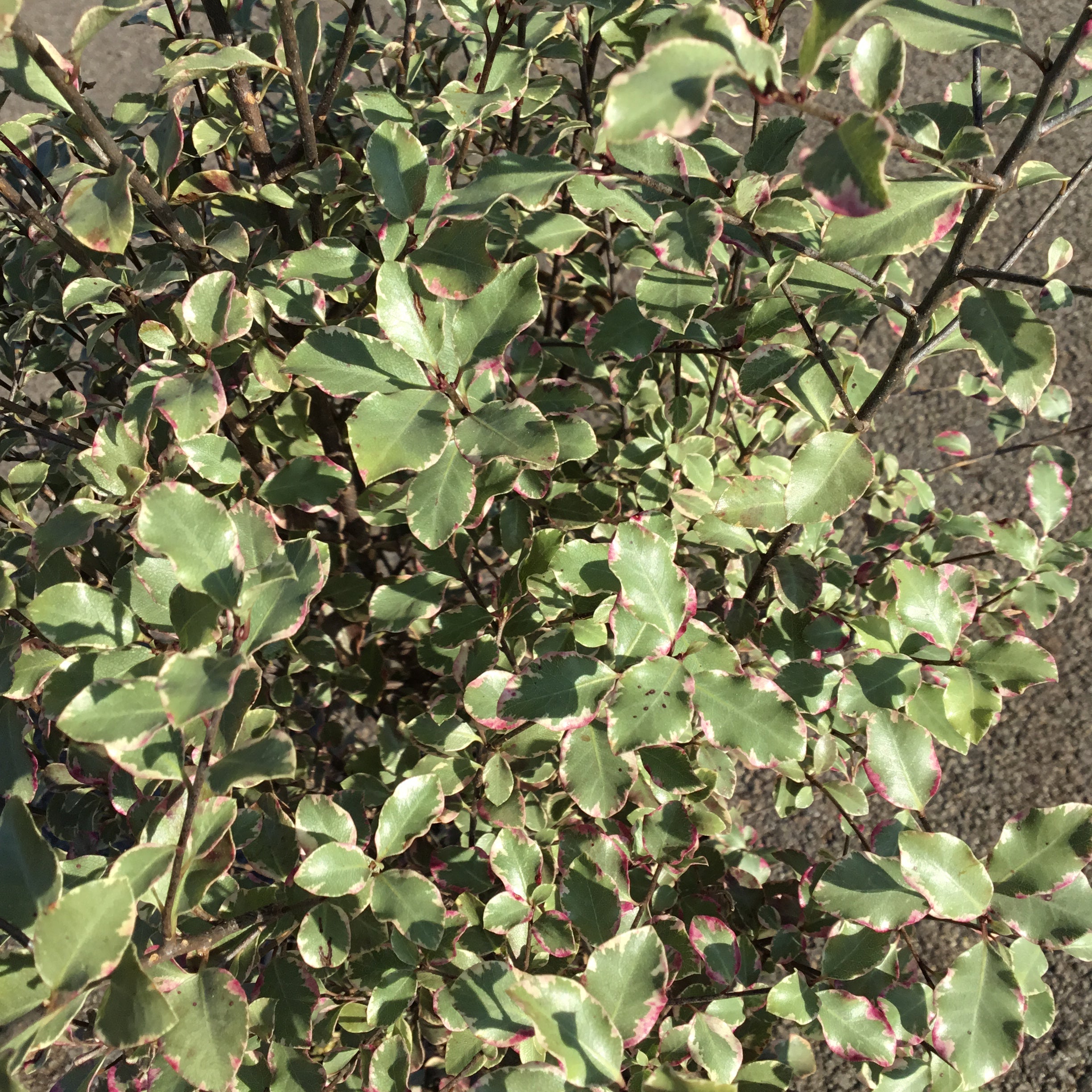 Pittosporum Tenuifolium Victoria - Volume 3L / 40-60cm