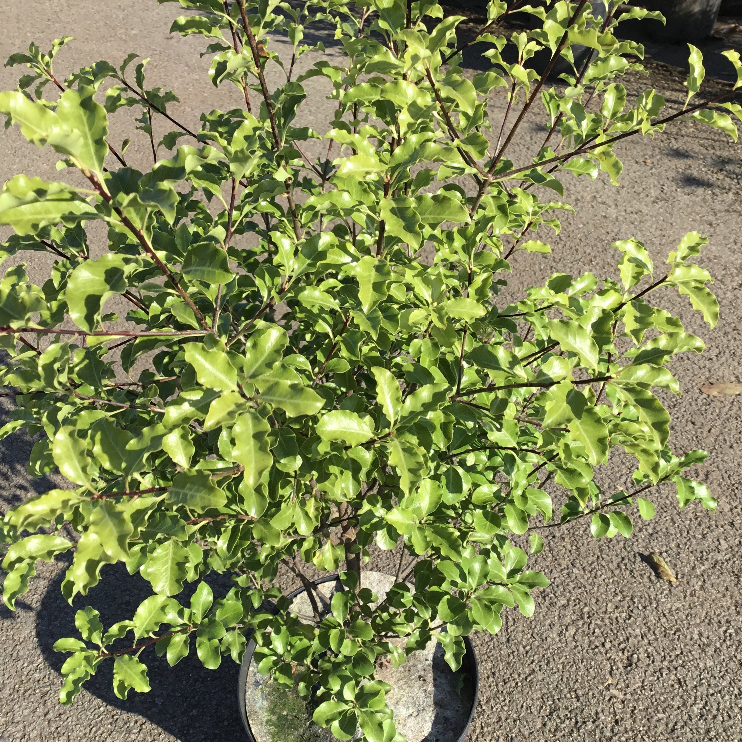 Pittosporum Tenuifolium - Pittosporum à petites feuilles - Volume 3L / 30-50cm