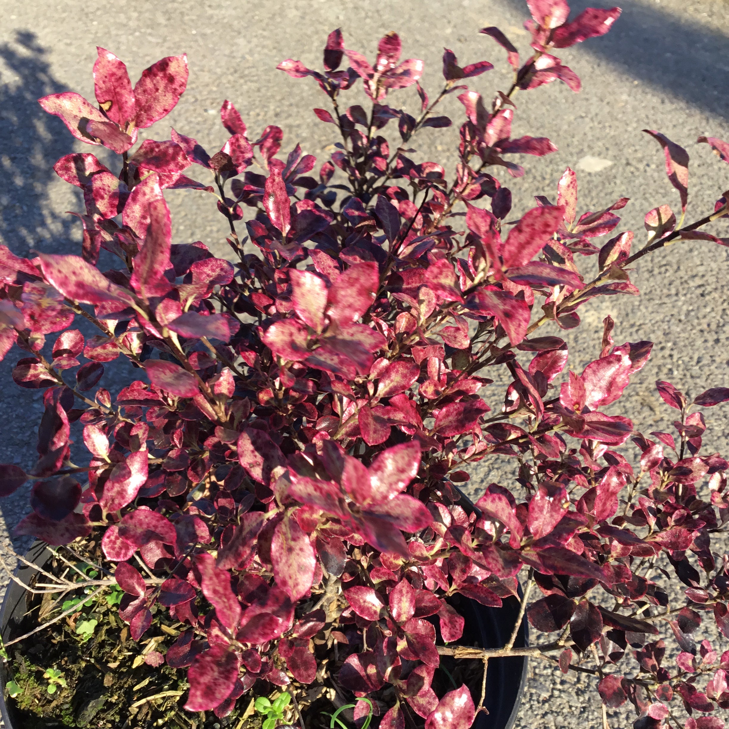 Pittosporum Tenuifolium 'Bannow Bay' - Volume 3L / 30-50cm