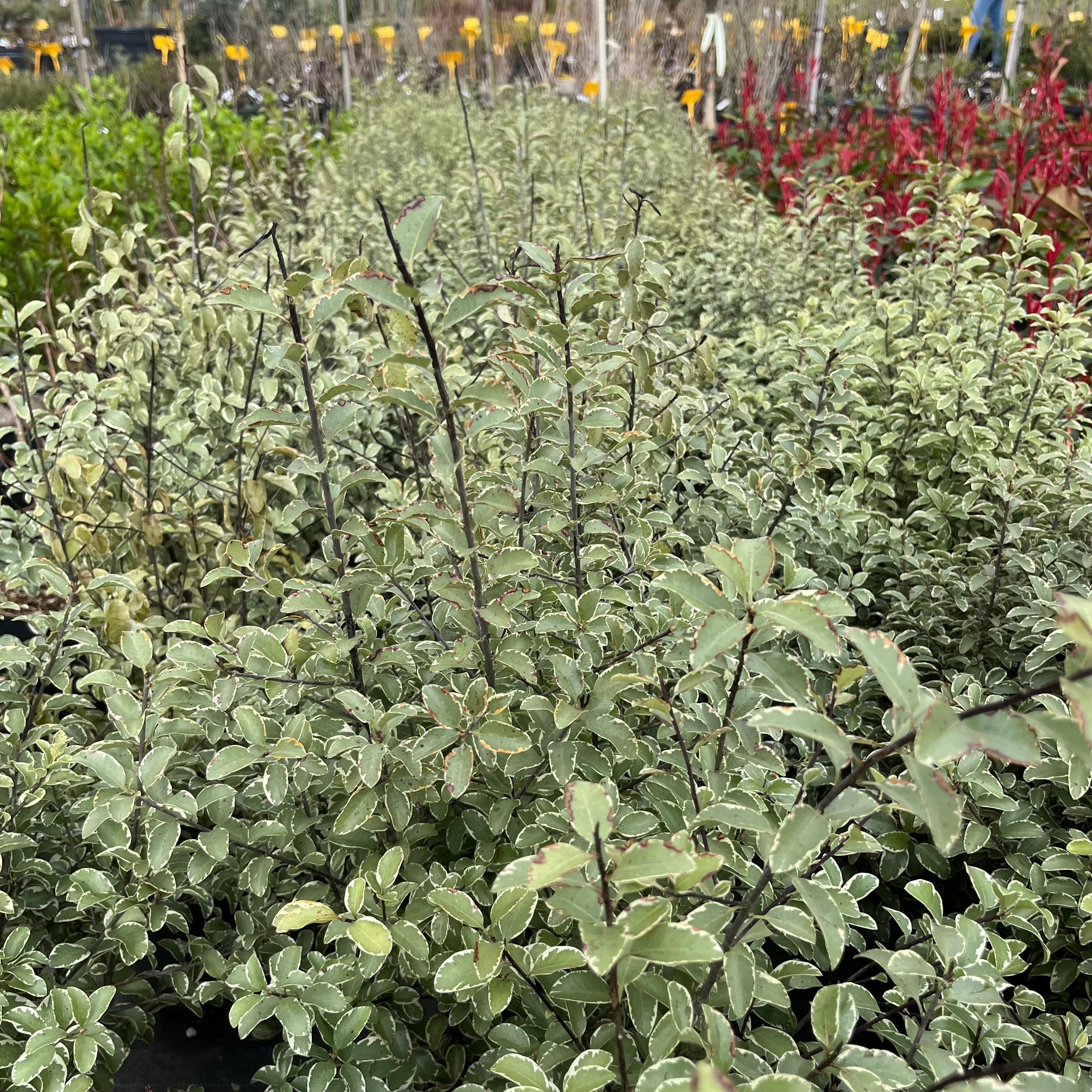 Pittosporum Tenuifolium "Silver Magic" - Pittospore à petites feuilles - Volume 3L / 30-50cm