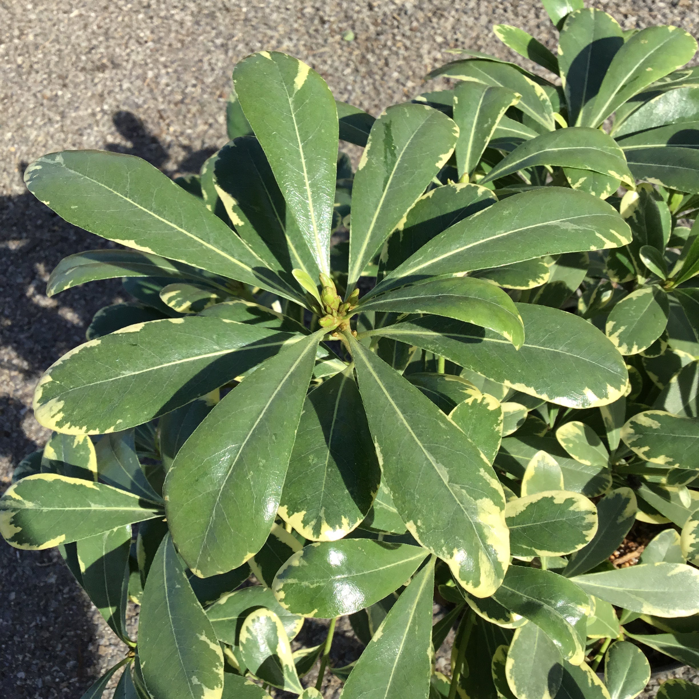 Pittosporum Tobira Nana 'Neige du Mont Ventoux' - Volume 3L / 20-25cm