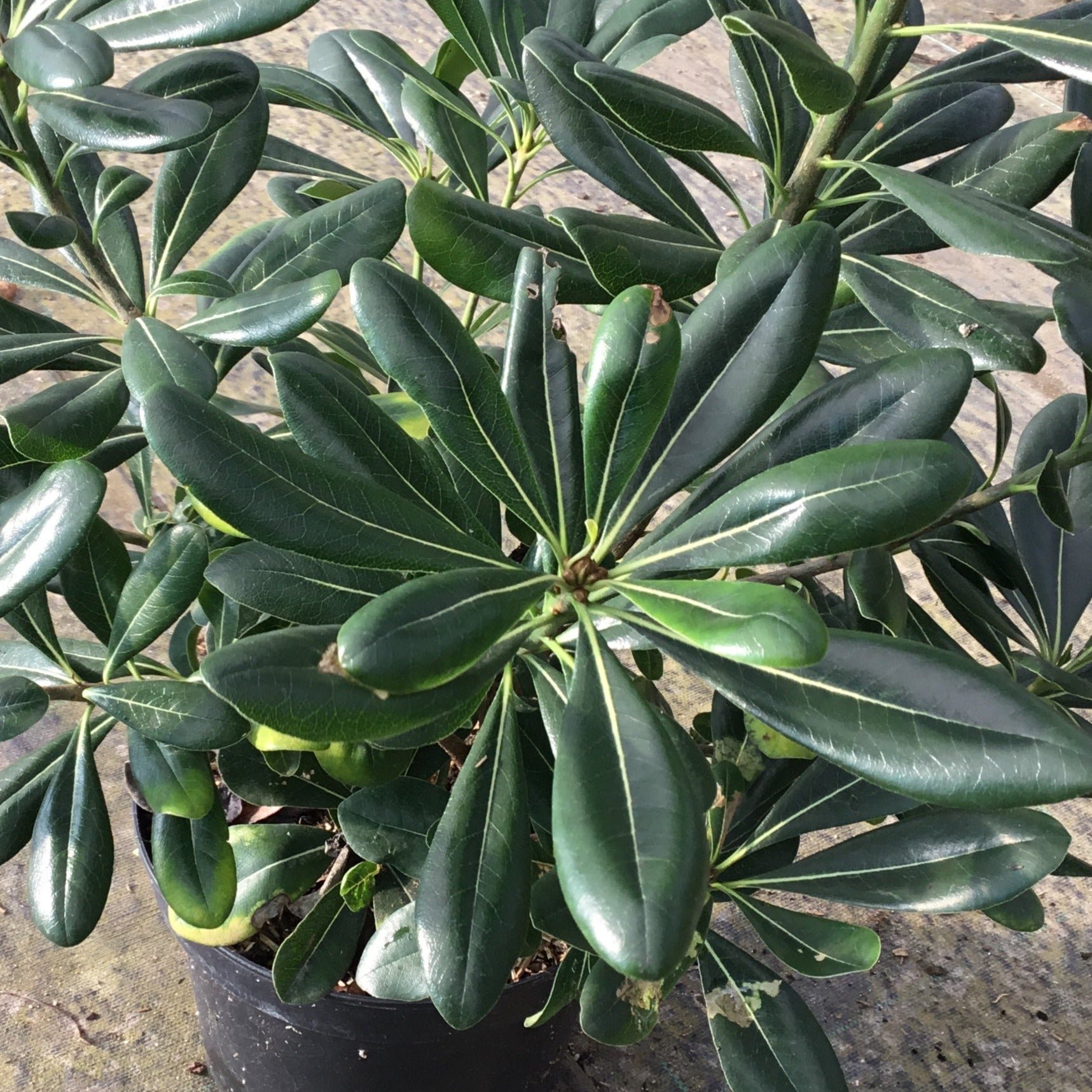 Pittosporum Tobira - Pittospore du Japon - Volume 4L / 30-50cm
