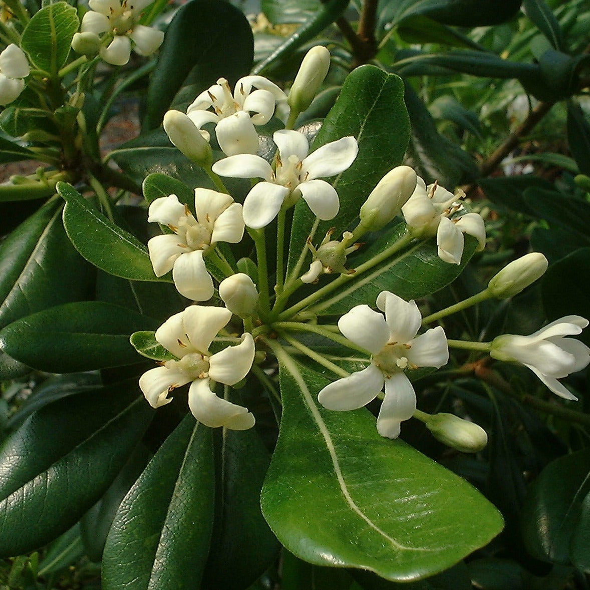 Pittosporum Tobira Nana - Volume 3L / 20-30cm