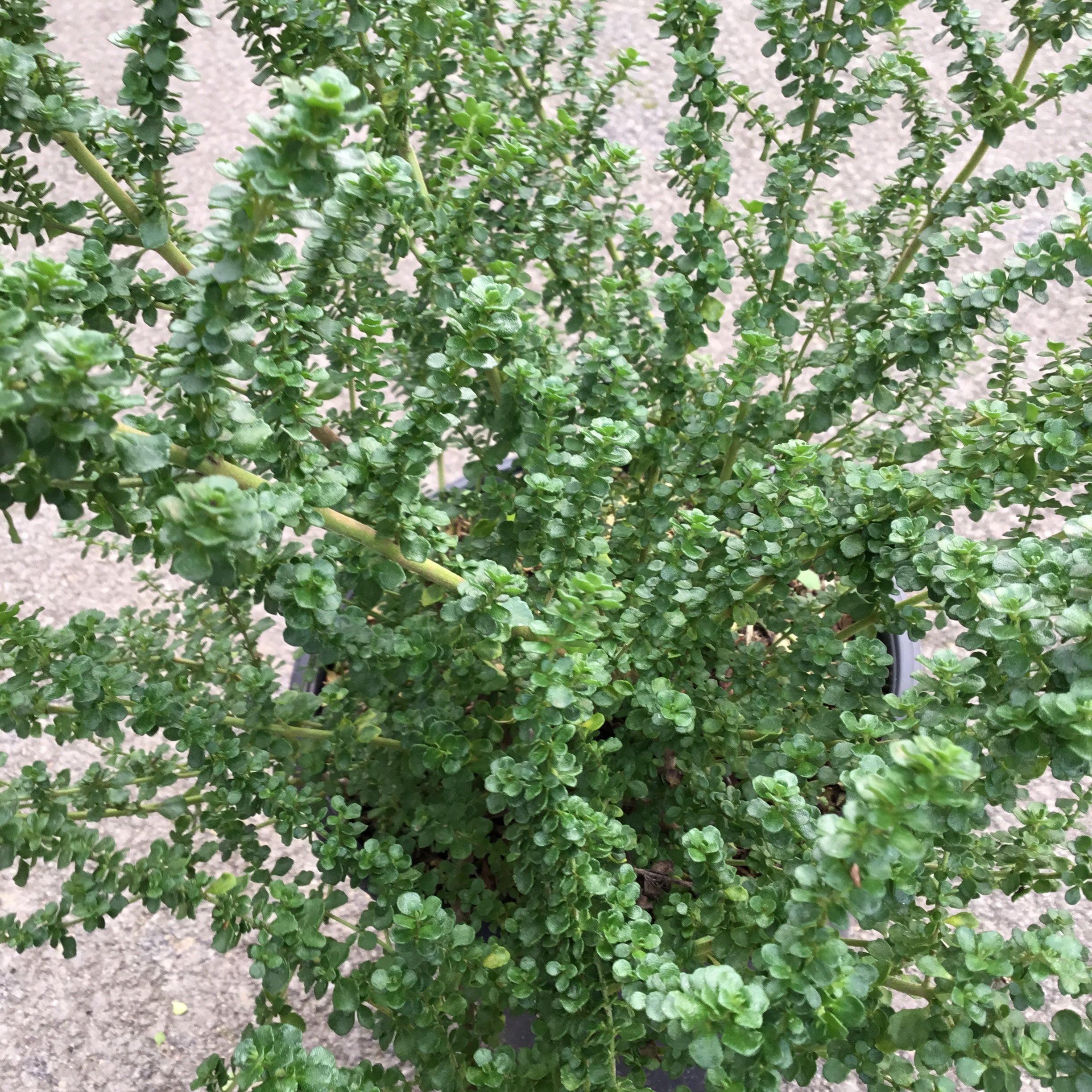 Prostanthera Cunneata - Menthe Australienne - Volume 3L / 30-40cm