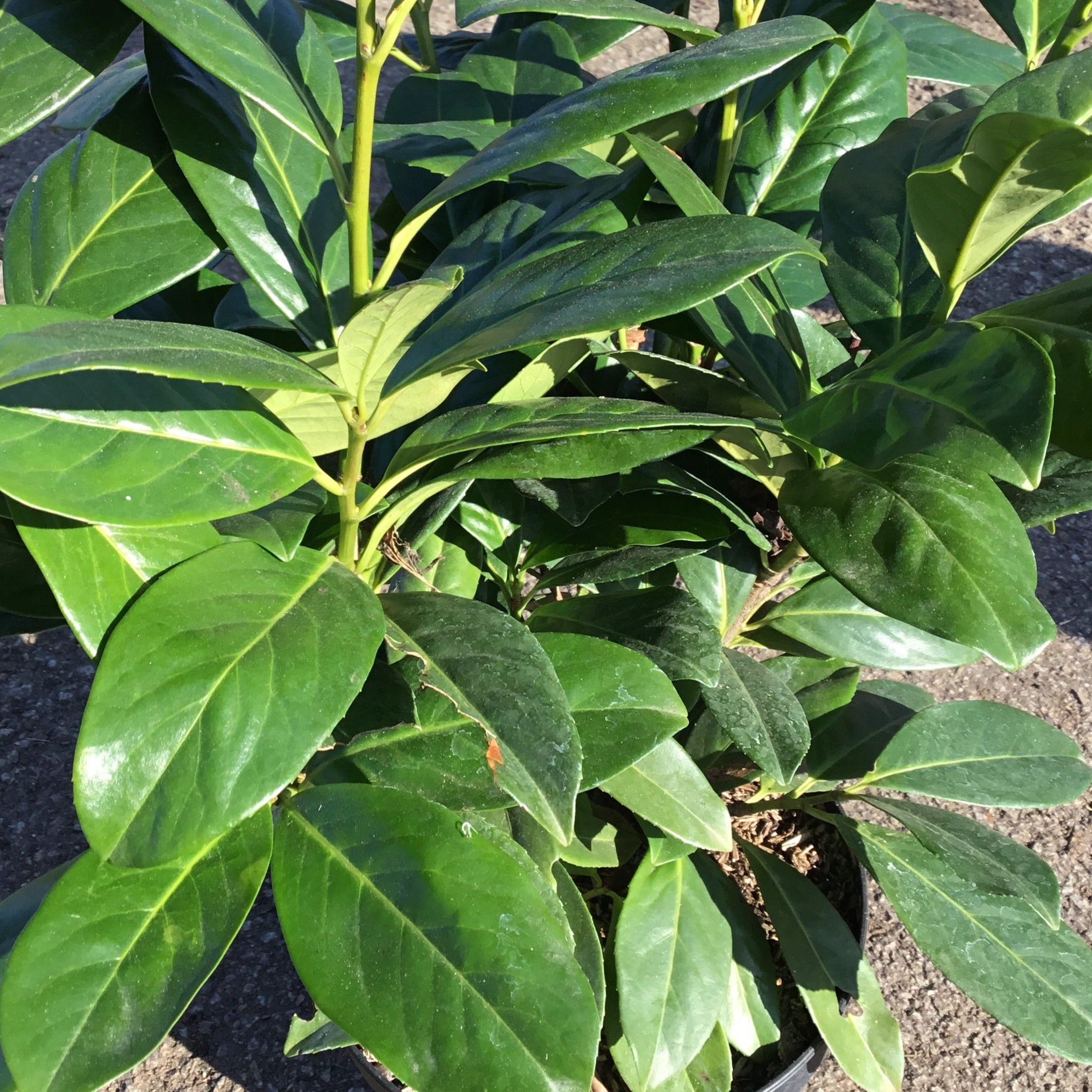 Prunus Laurocerasus Novita - Laurier cerise - Volume 3L / 40-60cm