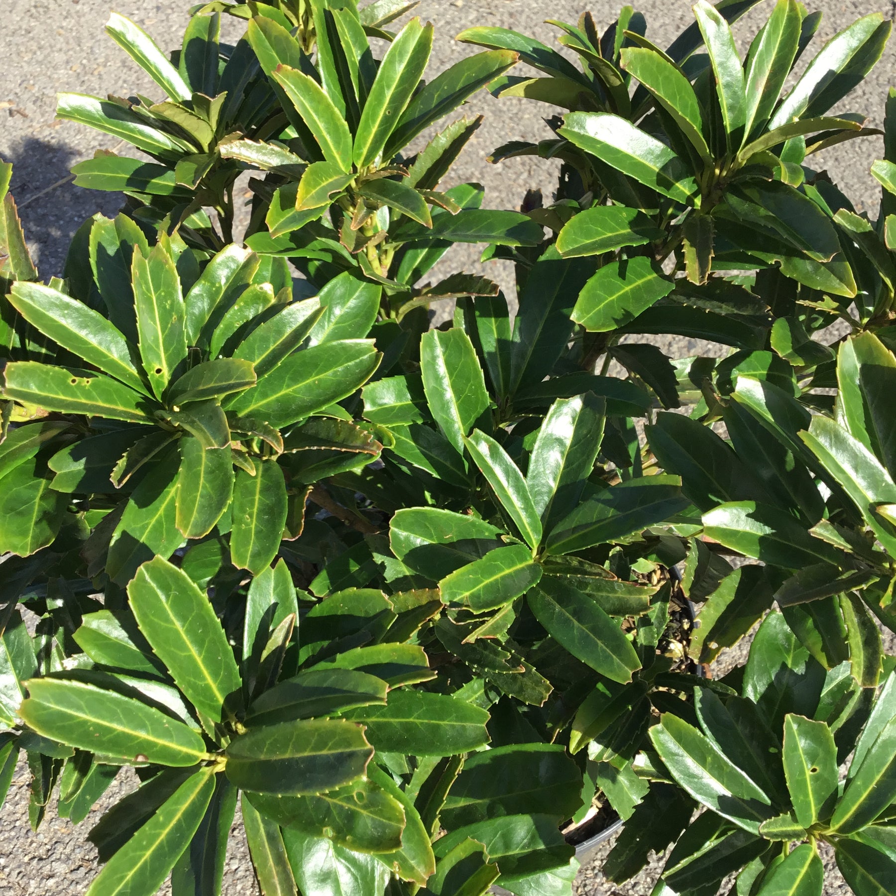Prunus Laurocerasus Sofia