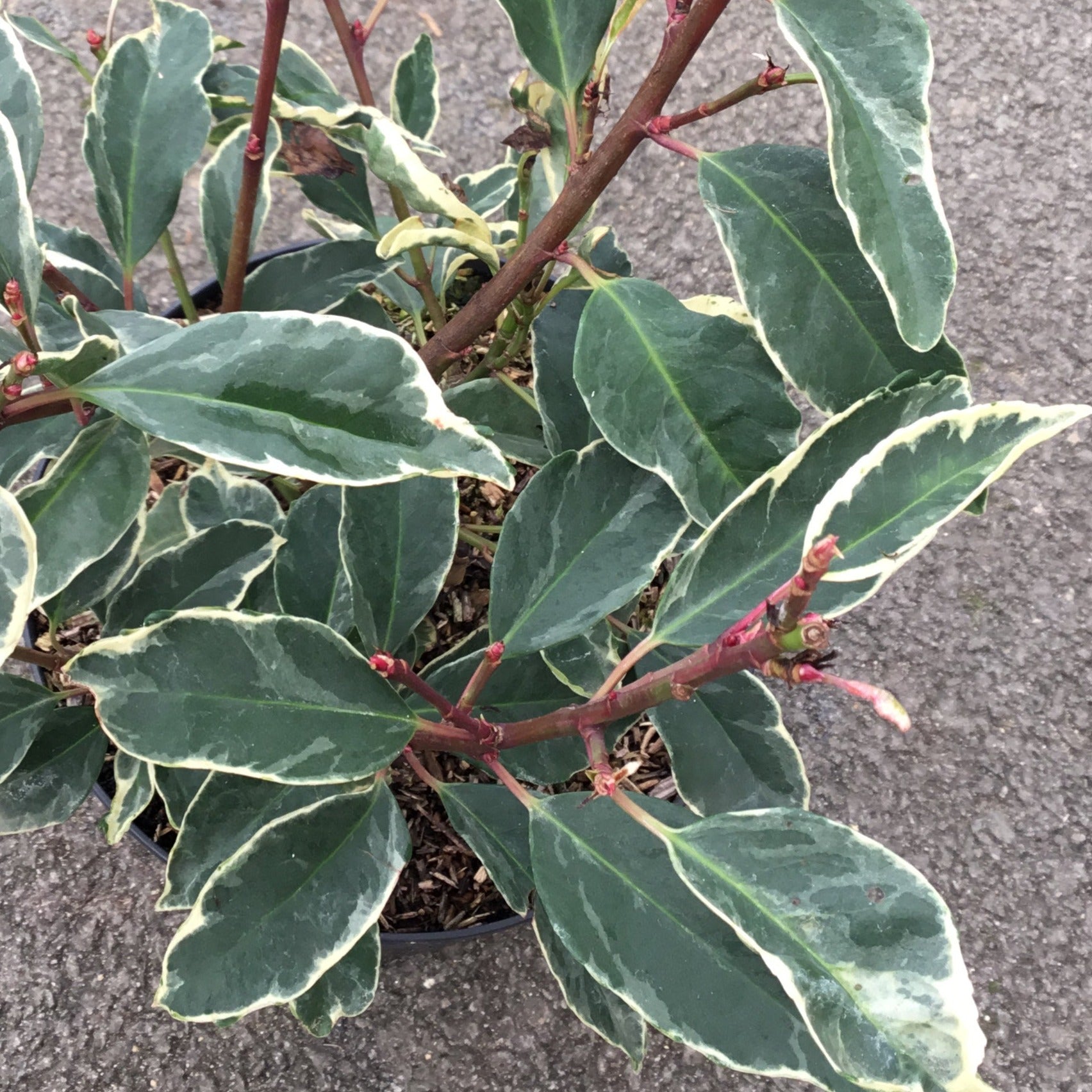 Laurier du Portugal panaché - Prunus lusitanica Variegata - Volume 3L / 30-50cm