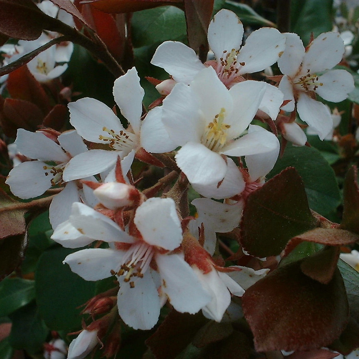 Rhaphiolepsis Umbellata Ovata - Volume 3L / 30-40cm