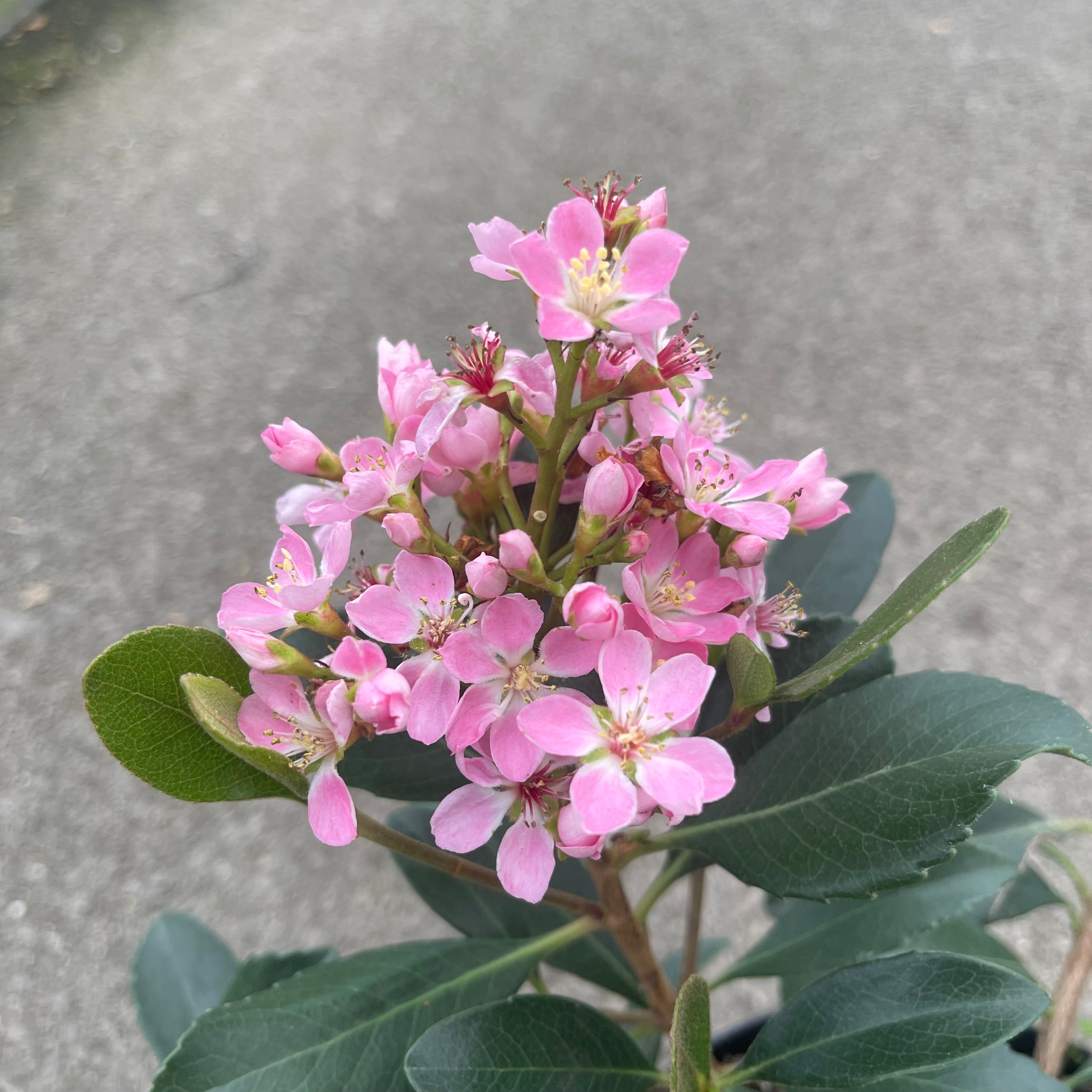 Rhaphiolepsis Delacourii Enchantress - Volume 3L / 30-50cm