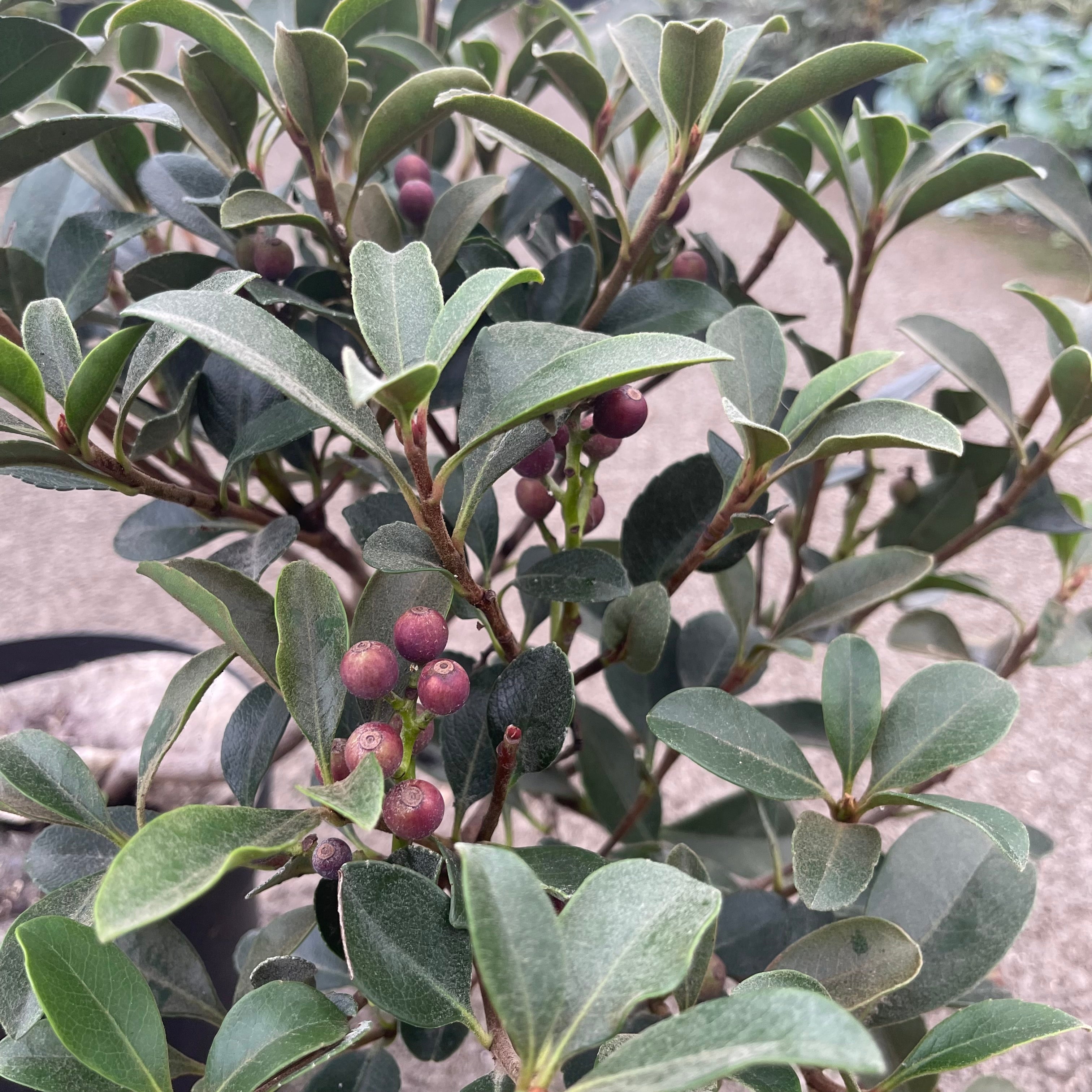 Rhaphiolepsis Umbellata Ovata - Volume 3L / 30-40cm