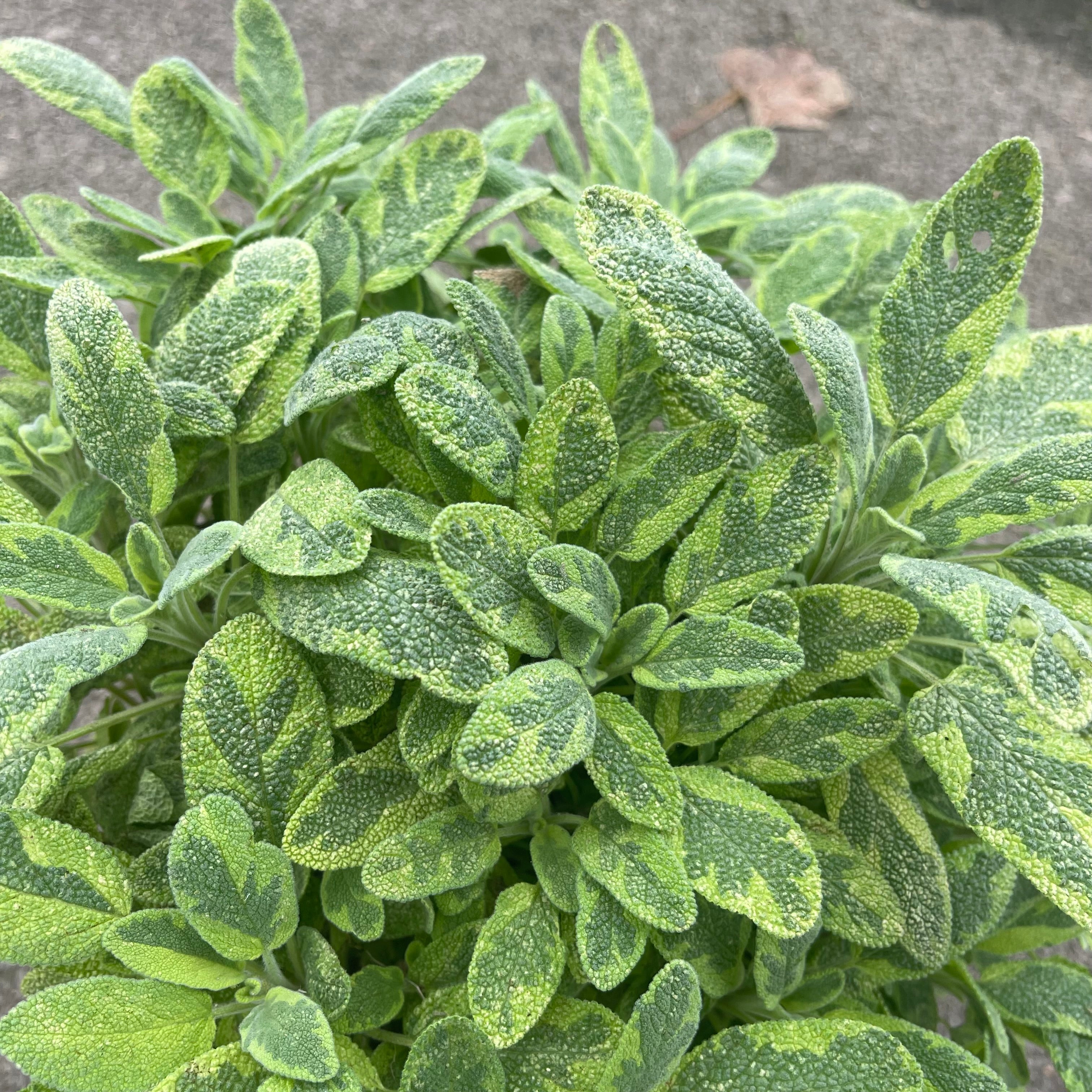 Salvia Officinalis Aurea - Volume 3L / 20-30cm