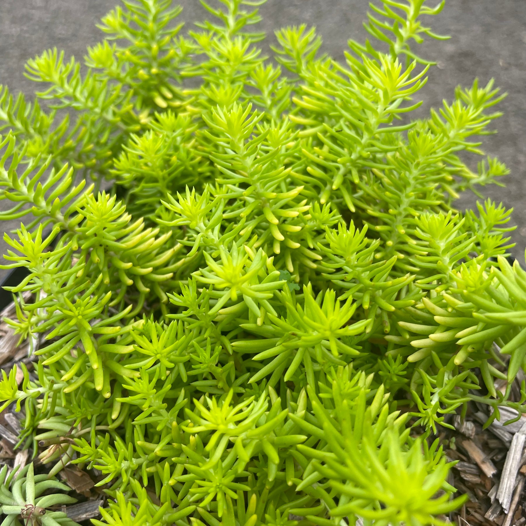 Sedum Reflexum Angelina