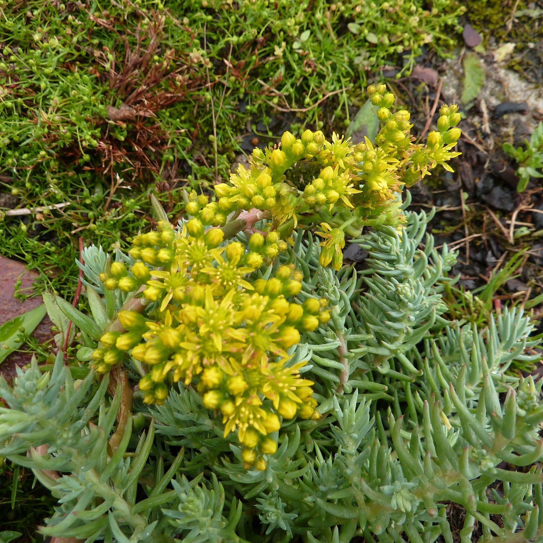 Sedum Reflexum Angelina