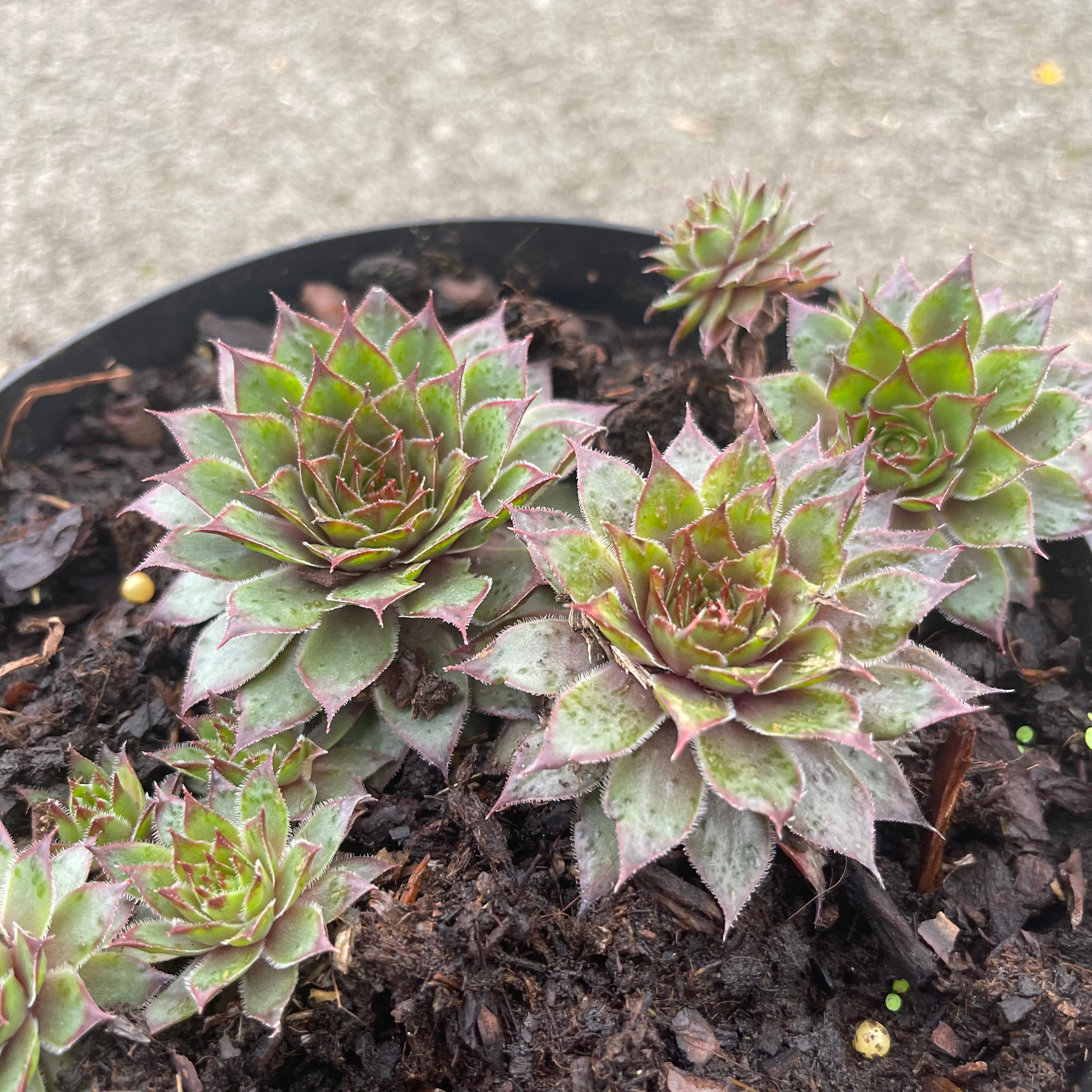 Sempervivum Arachnoideum Tomentosum - Volume 3L / 5-10cm