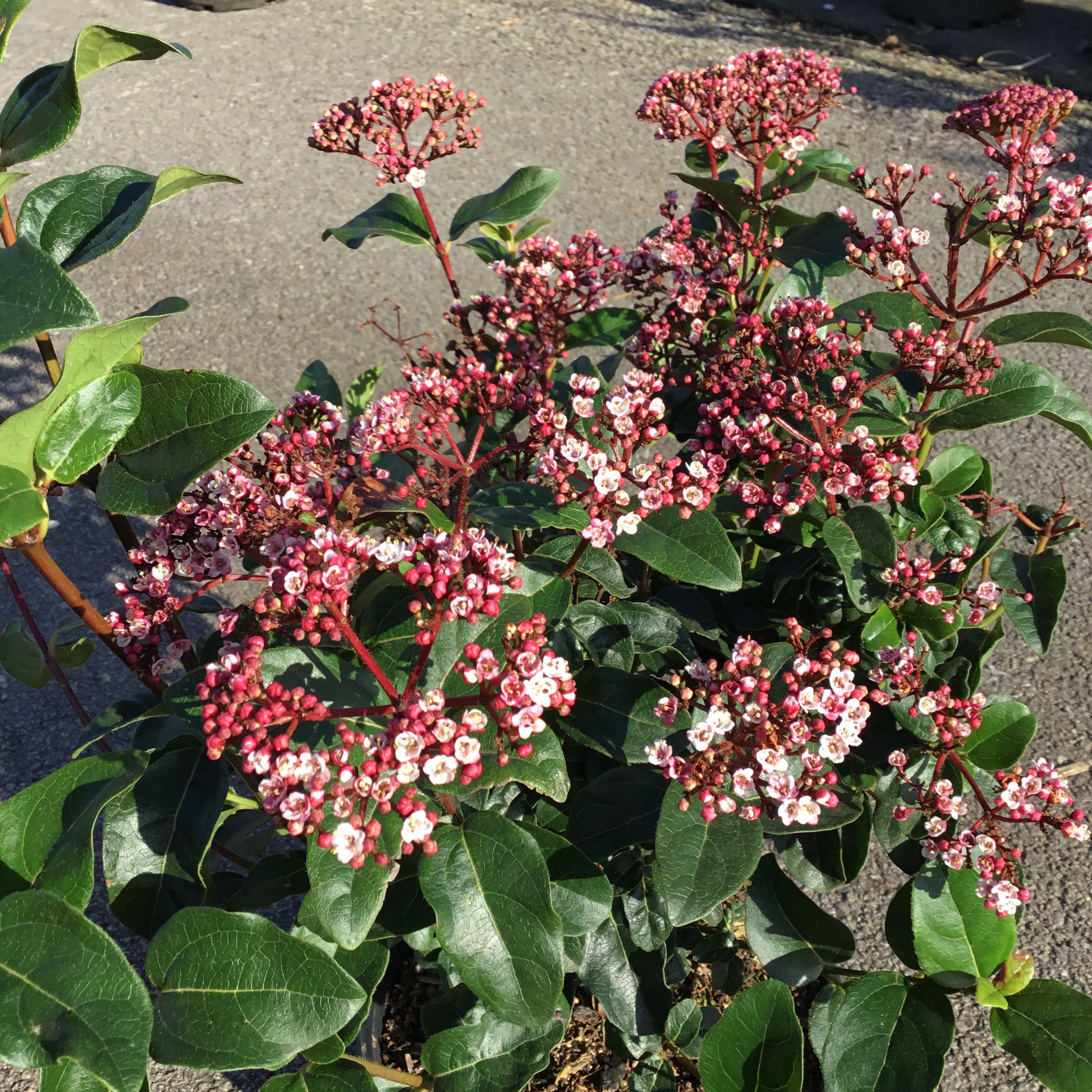 Viburnum Tinus Lisarose - Laurier-tin rose - Volume 3L / 30-40cm