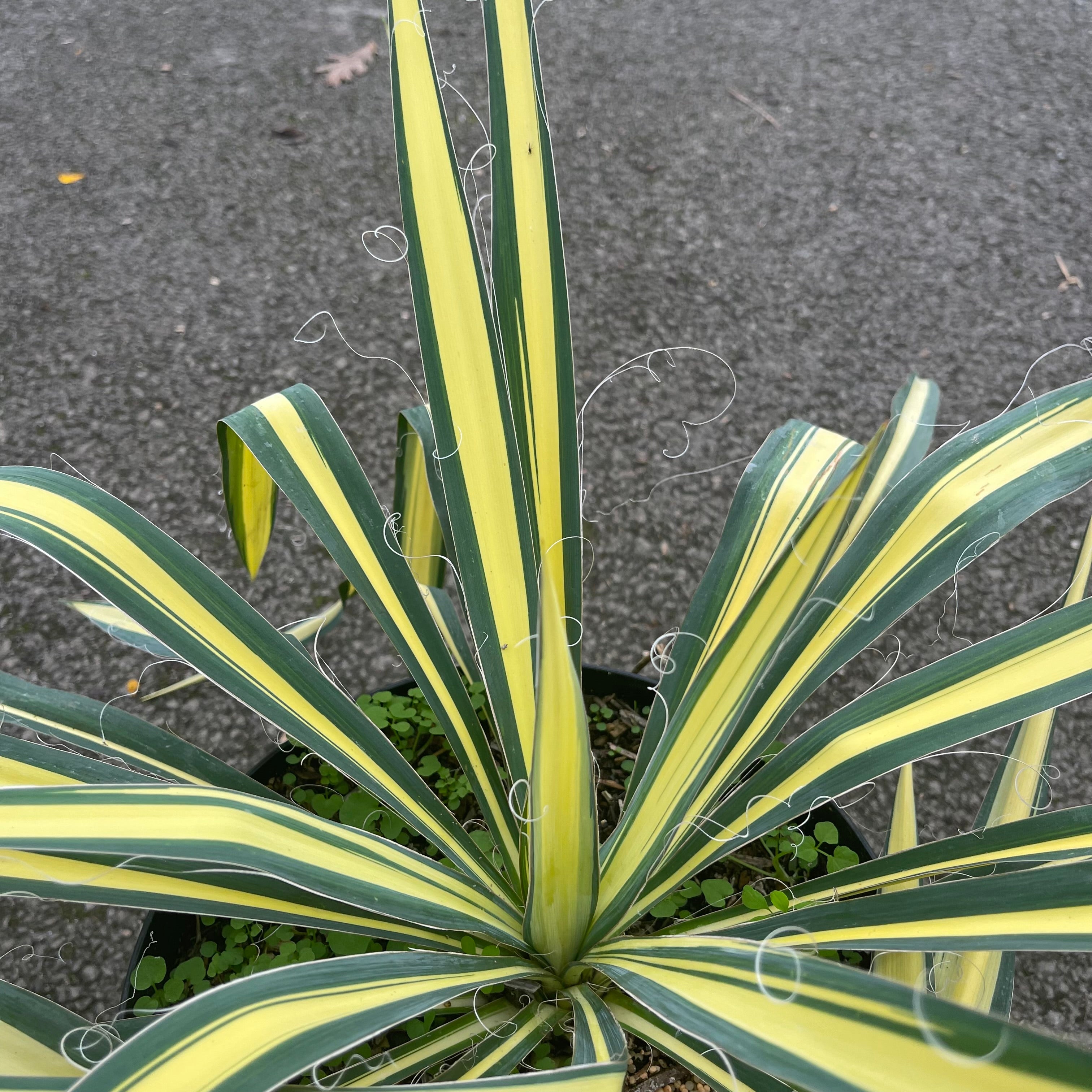 Yucca Filamentosa Gold Heart - Volume 3L / 30-50cm
