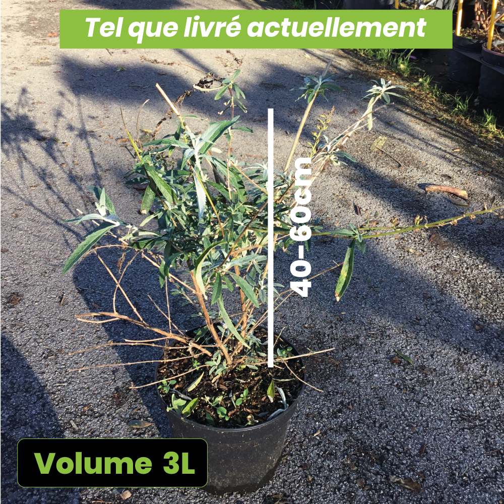 Buddleia Davidii Nanho Blanche - Arbre papillons nain - Volume 3L / 40-60cm