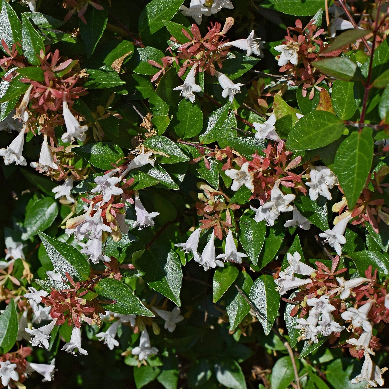 Abelia grandiflora - Volume 3L / 30-50cm