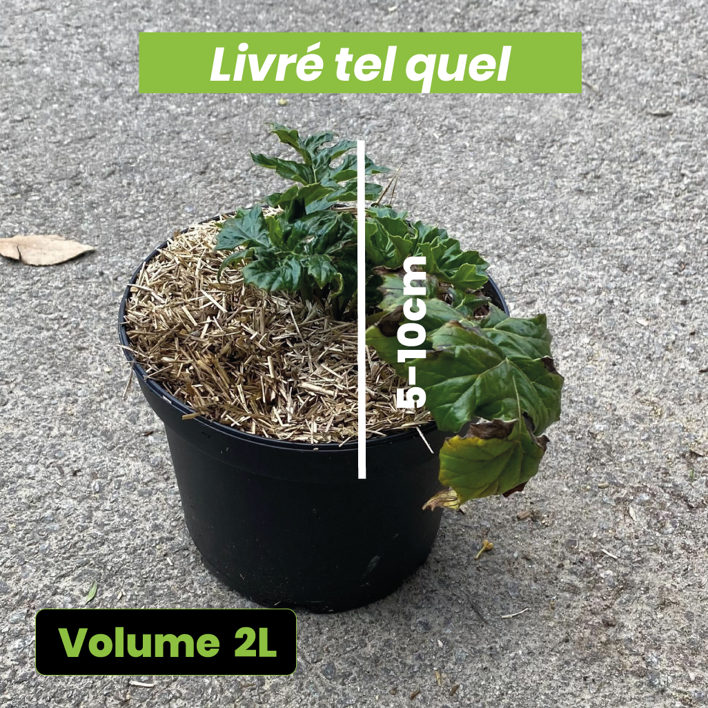 Acanthus Mollis - Acanthe à feuilles molles - Volume 2L / 5-10cm