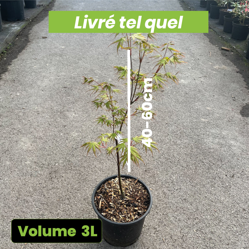 Acer palmatum "Arakawa" - Volume 3L / 40-60cm