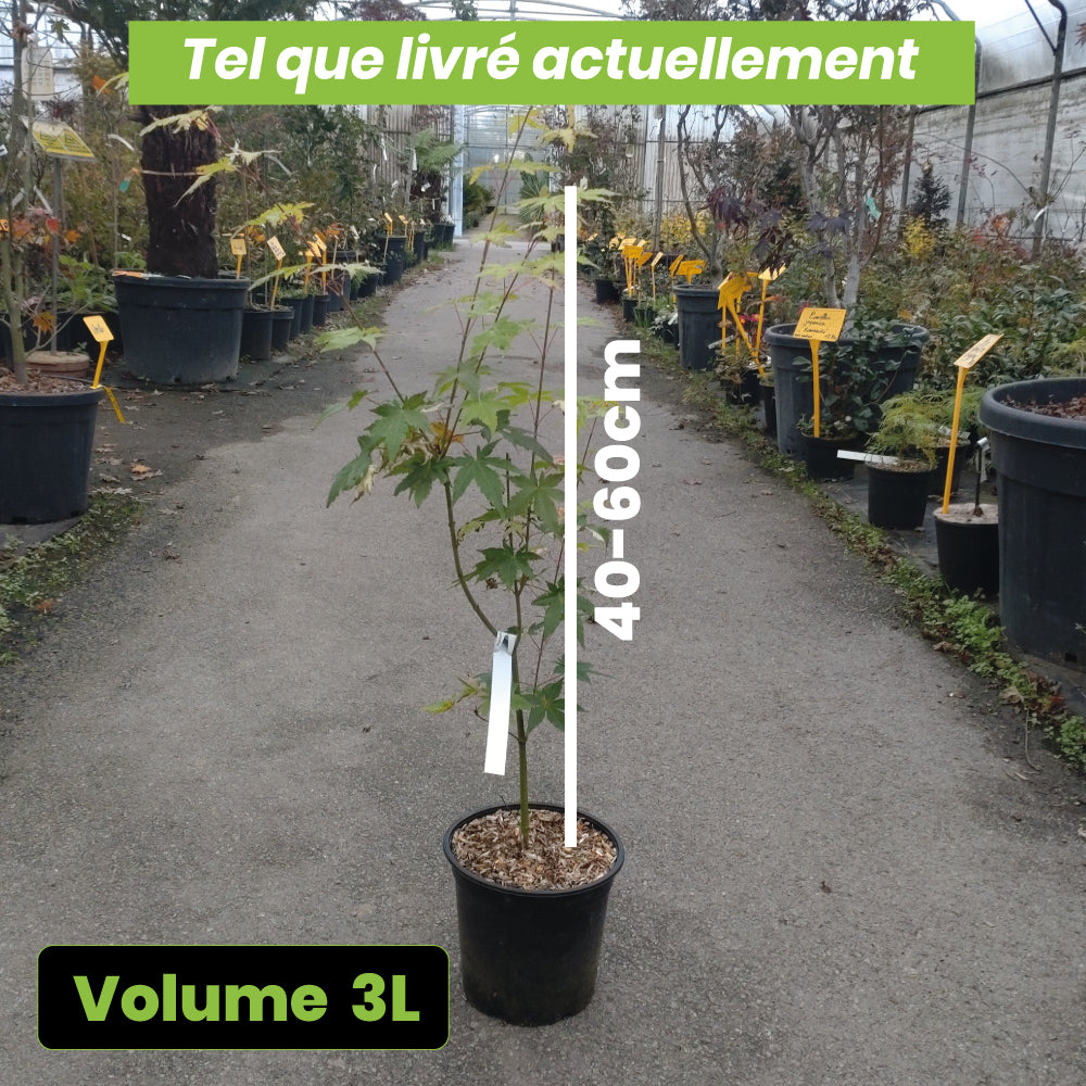 Acer palmatum Asahi Zuru - Volume 3L / 40-60cm