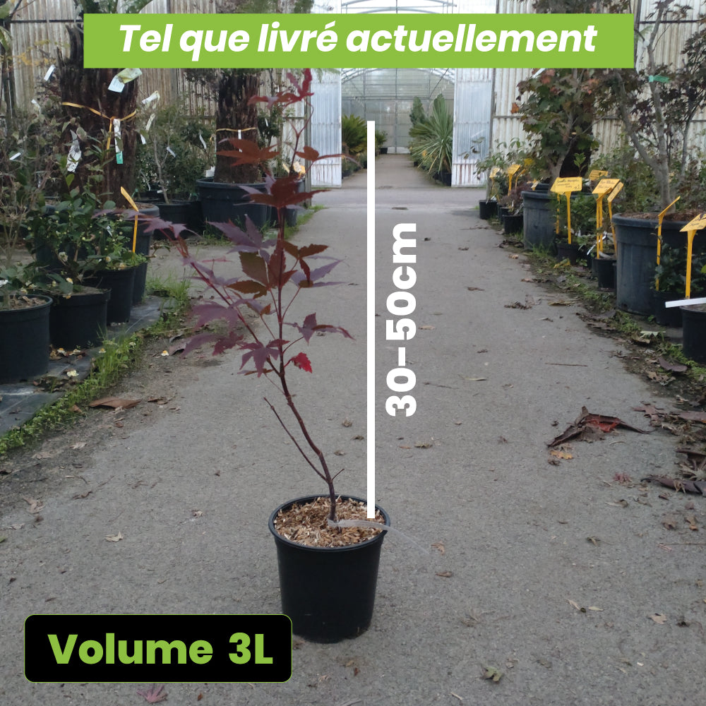 Acer Palmatum Okagami - Volume 3L / 30-50cm