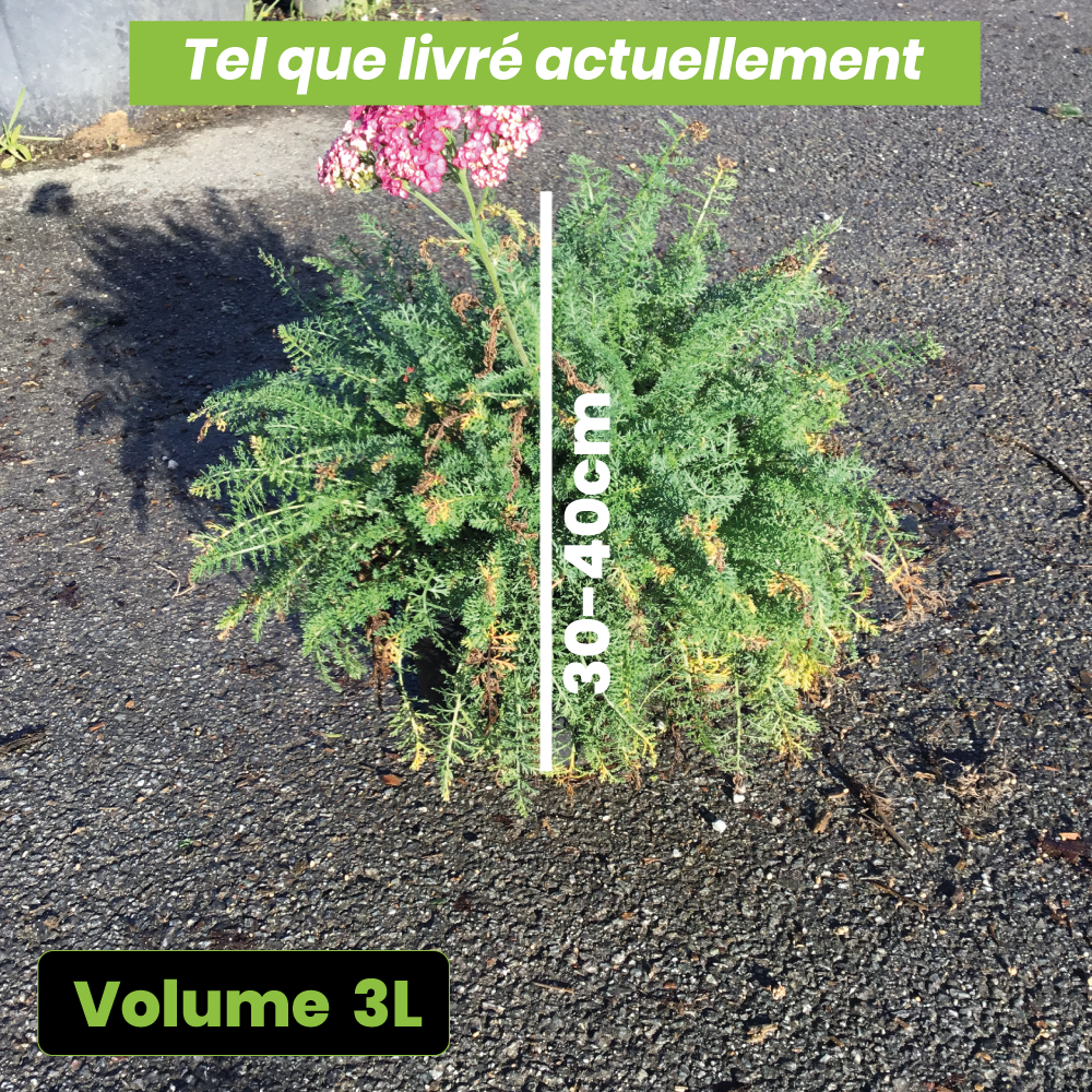 Achillea Millefolium Saucy Séduction - Volume 3L / 30-40cm