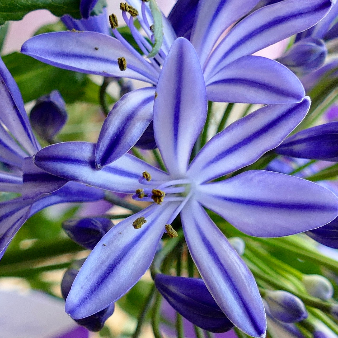 Agapanthus big blue