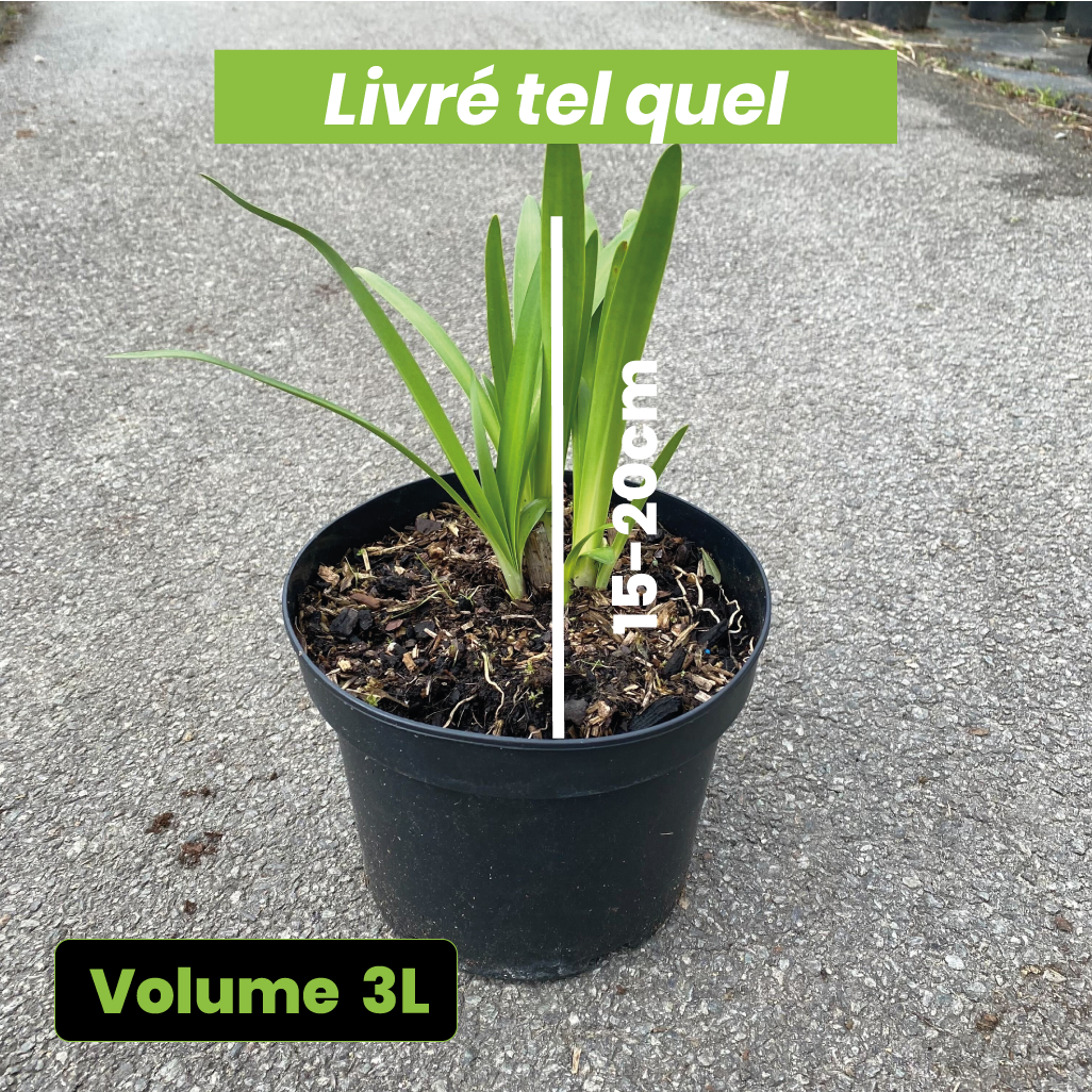 Agapanthus graphite blue - Volume 3L / 15-20cm