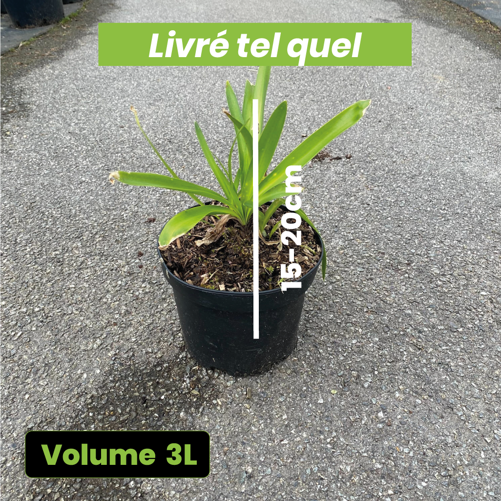 Agapanthus umbellatus bleue - Volume 3L / 15-20cm