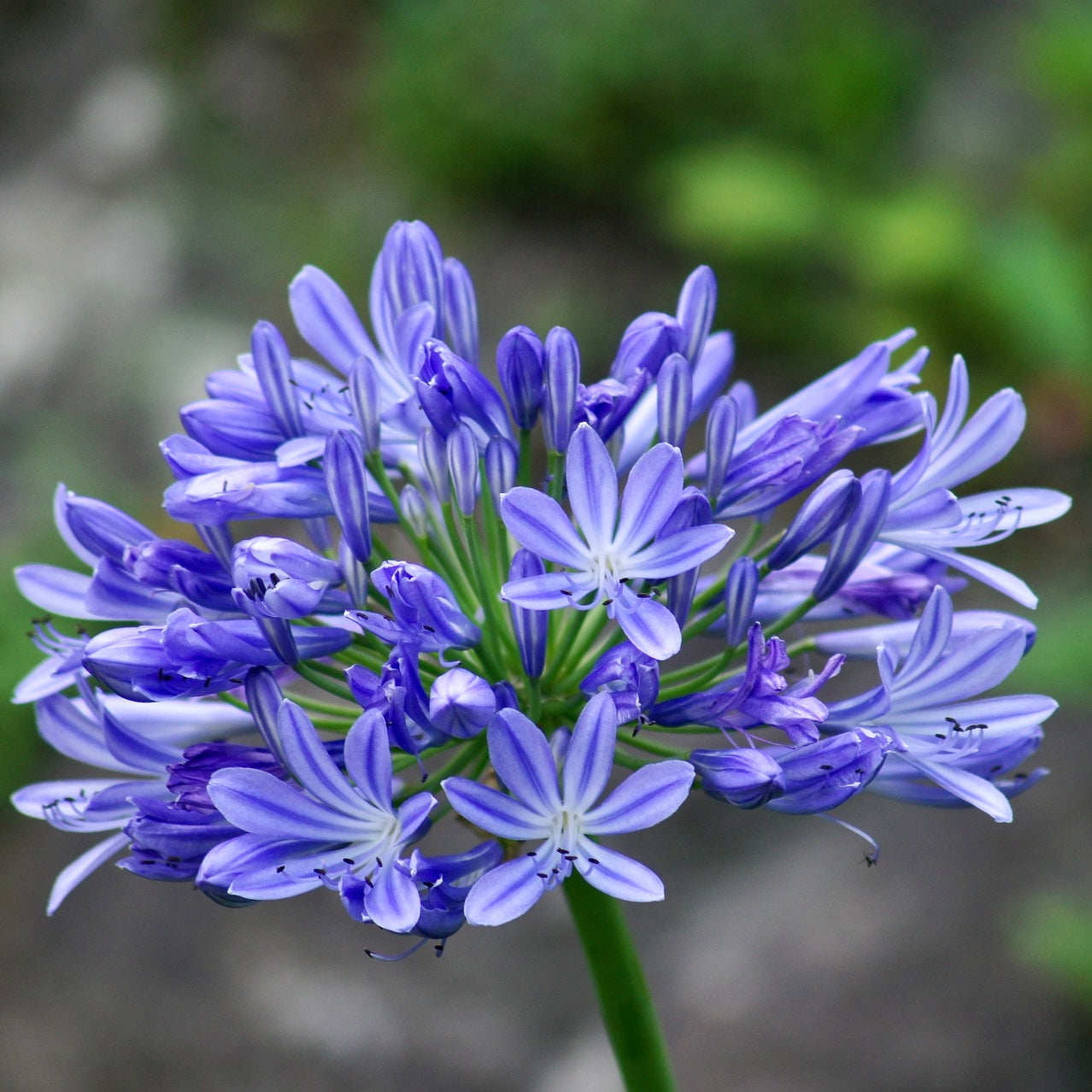 Agapanthus x l'amour d'été bleu - Volume 3L / 15-20cm