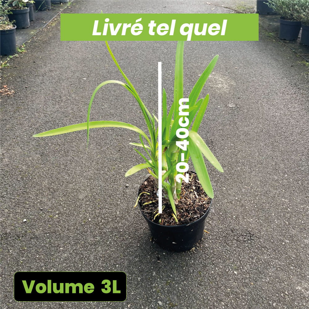 Agapanthus Inapertus Cascade Crystal - Volume 3L / 20-40cm