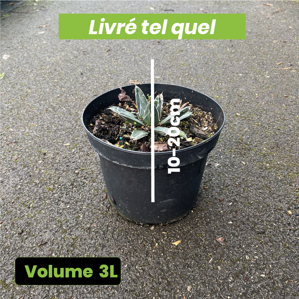 Agave Victoria Reginae - Agave de la Reine Victoria - Volume 3L / 10-20cm
