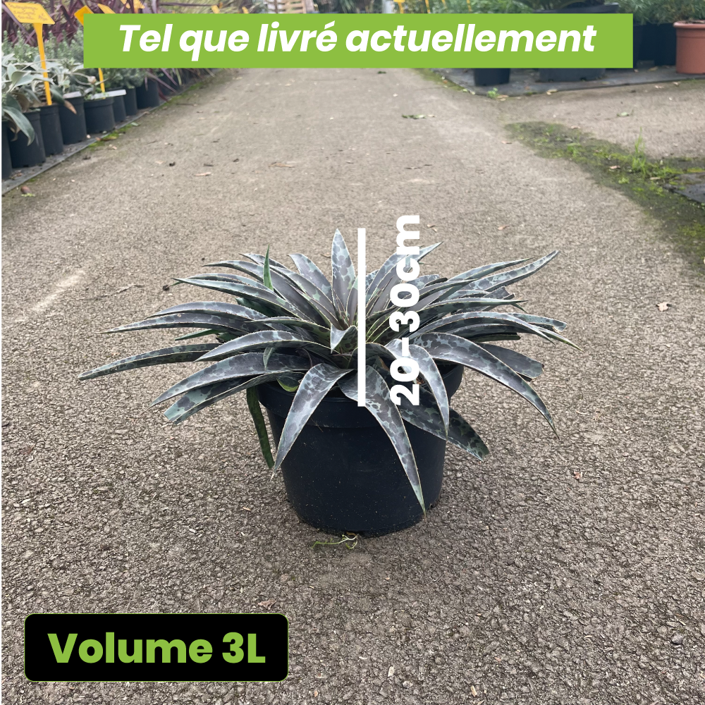 Agave Manfredi Moonglow - Volume 3L / 20-30cm