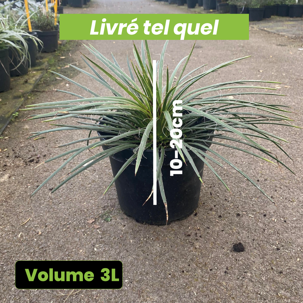 Agave Geminiflora - Agave à fleurs jumelles - Volume 3L / 10-20cm