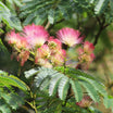 Arbre à soie - Albizia Julibrissin ombrella - Volume 3L / 30-50cm