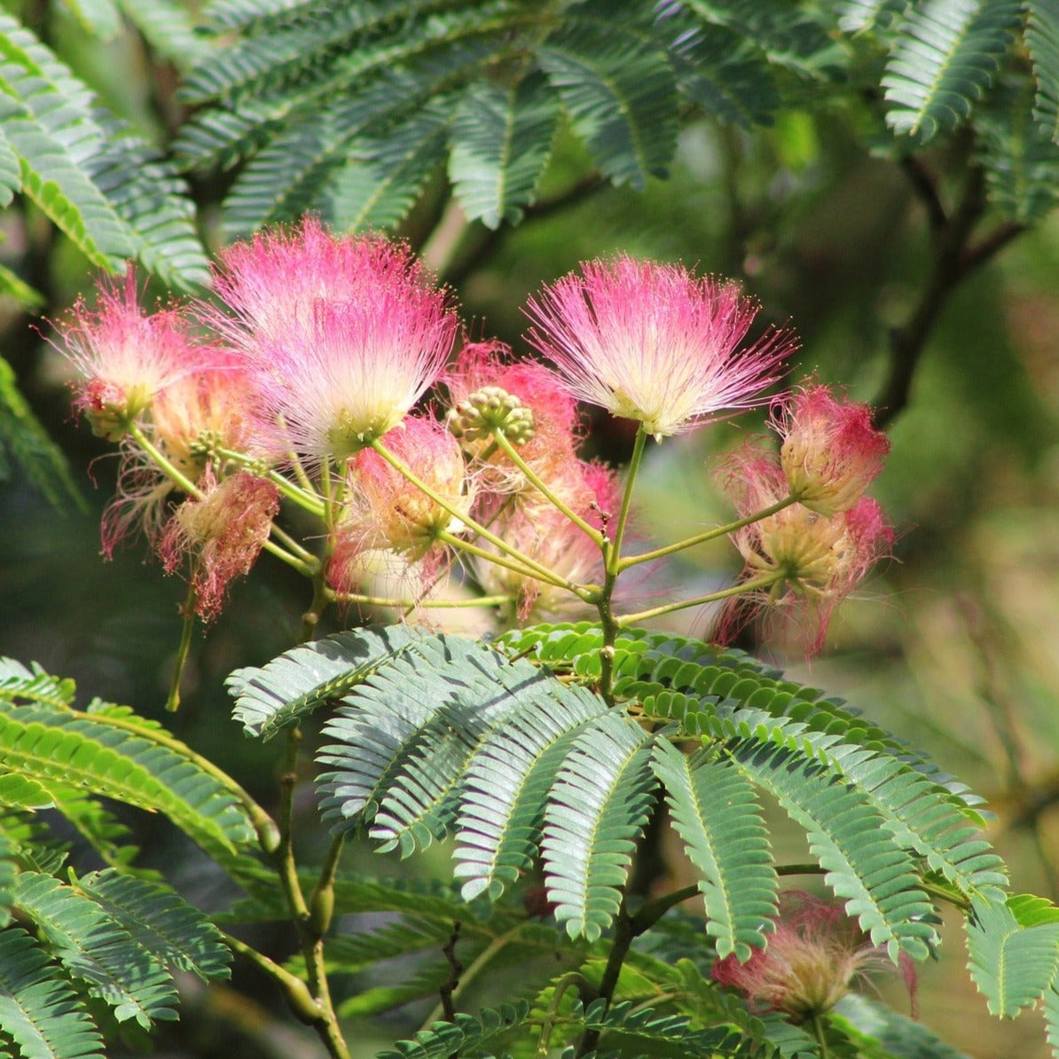 Arbre à soie - Albizia Julibrissin ombrella - Volume 3L / 30-50cm