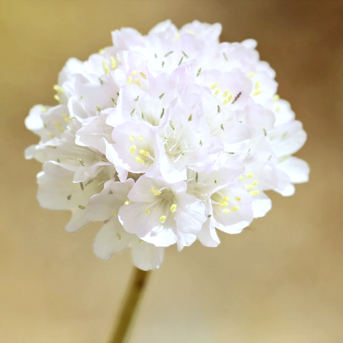 Armeria maritima Alba - Volume 3L / 15-20cm