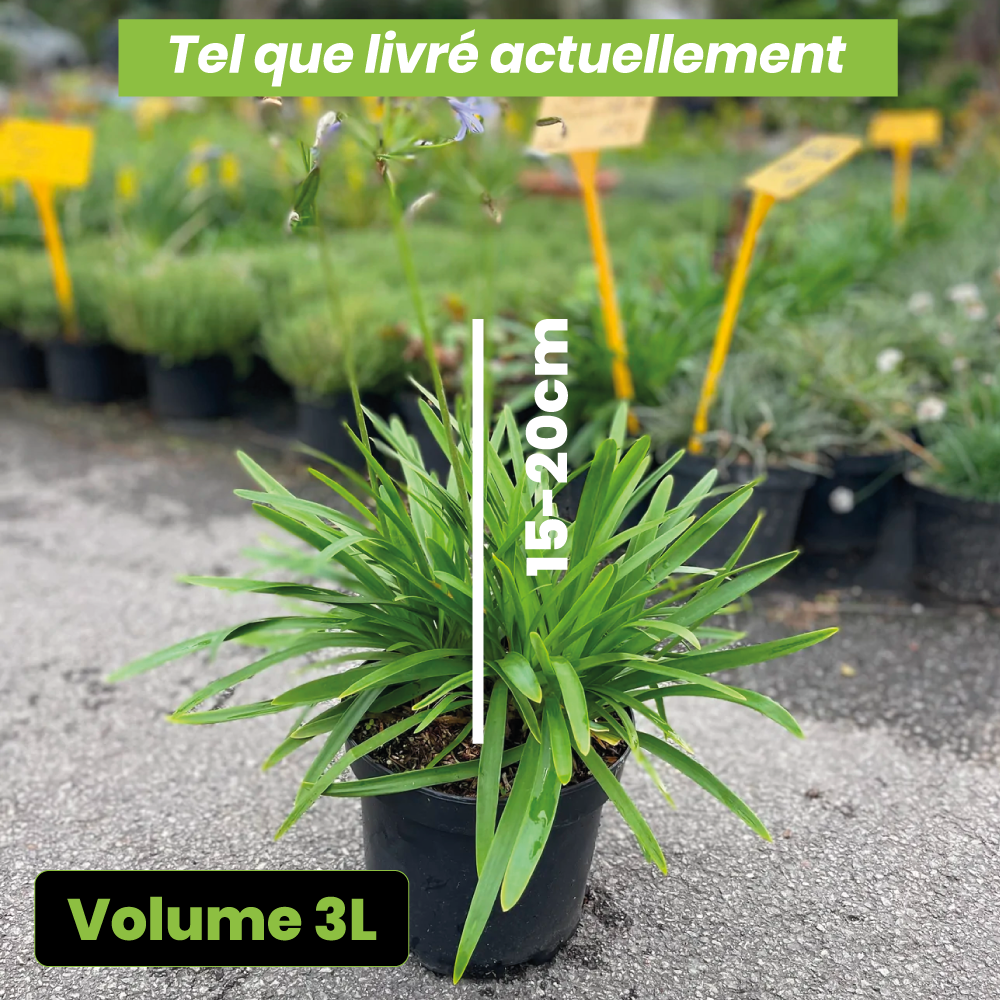 Agapanthus x l'amour d'été bleu - Volume 3L / 15-20cm