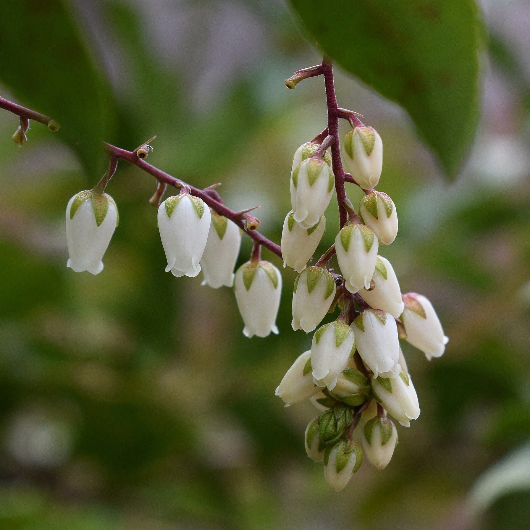 Andromeda Polifolia Nikko - Volume 3L / 20-30cm