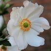 Anemone x Hybrida honorine jobert - Volume 3L / 20-40cm